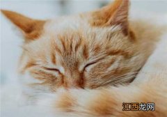 克隆猫需要提供什么条件 克隆猫需要提供什么条件呢