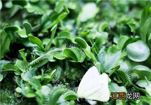 捕虫草怎么养 捕虫草怎么养视频