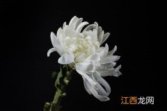 白菊花的功效与作用 白菊花的功效与作用的功能与主治