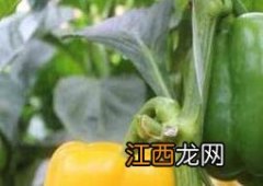 怎样鉴别转基因食品和非转基因食品? 怎样鉴别转基因食品