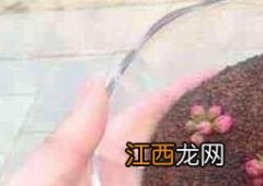 做海藻面膜的功效与作用 做海藻面膜的功效与作用及禁忌