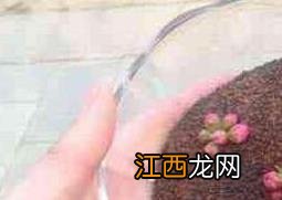 做海藻面膜的功效与作用 做海藻面膜的功效与作用及禁忌