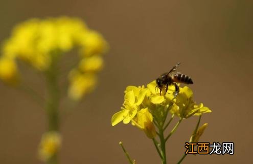 各类蜜蜂图片大全 蜜蜂种类及图片大全