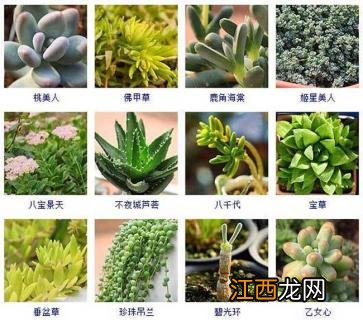 多肉植物新品种图片 多肉植物品种及图片大全