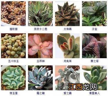 多肉植物新品种图片 多肉植物品种及图片大全