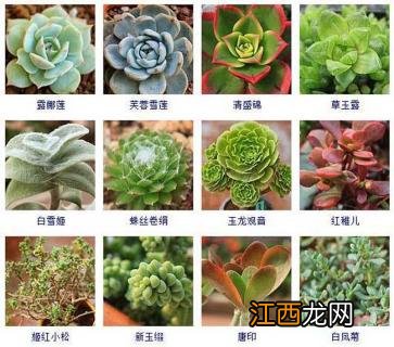 多肉植物新品种图片 多肉植物品种及图片大全