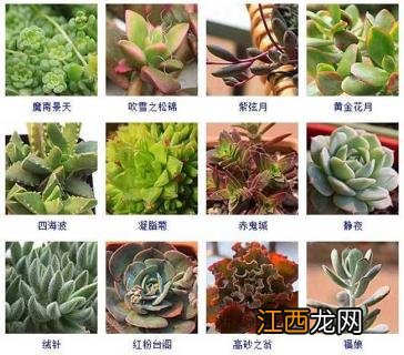 多肉植物新品种图片 多肉植物品种及图片大全