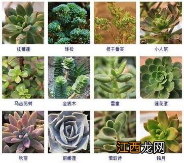 多肉植物新品种图片 多肉植物品种及图片大全