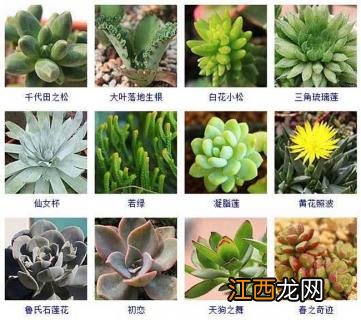 多肉植物新品种图片 多肉植物品种及图片大全