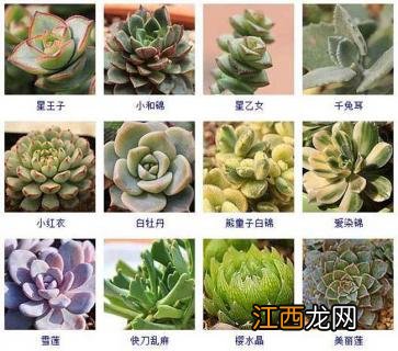 多肉植物新品种图片 多肉植物品种及图片大全