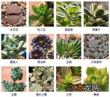 多肉植物新品种图片 多肉植物品种及图片大全