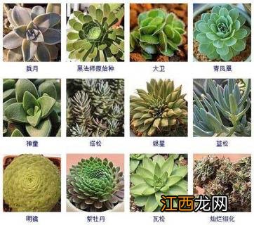 多肉植物新品种图片 多肉植物品种及图片大全