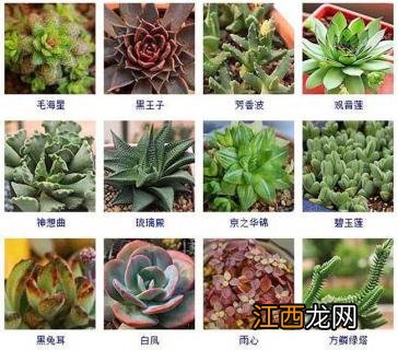 多肉植物新品种图片 多肉植物品种及图片大全