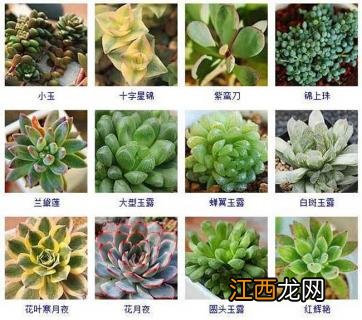 多肉植物新品种图片 多肉植物品种及图片大全