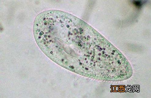 草履虫有多少种 草履虫种类图片大全