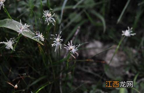 灯心草种类图片大全 灯心草花图片大全