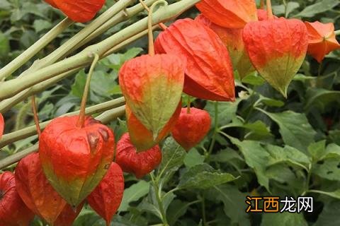 长白山红姑娘的功效与作用 红姑娘的功效与作用