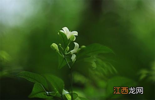 七里香介绍 七里香简介及图片赏析