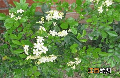 七里香介绍 七里香简介及图片赏析