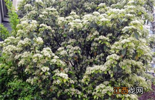 石楠花简介及图片赏析 石楠花介绍