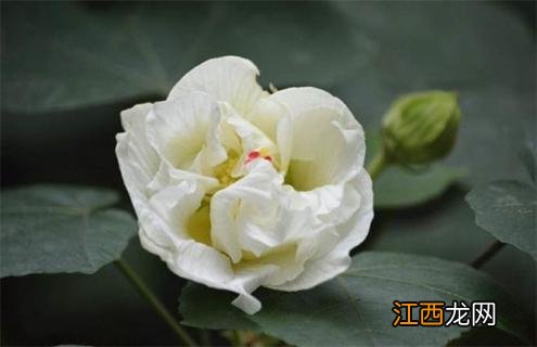 木芙蓉百度百科 木芙蓉简介及图片大全