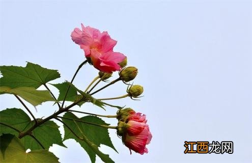 木芙蓉百度百科 木芙蓉简介及图片大全