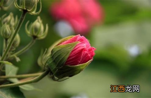 木芙蓉百度百科 木芙蓉简介及图片大全