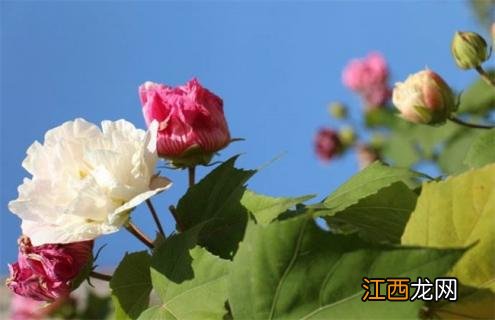 木芙蓉百度百科 木芙蓉简介及图片大全