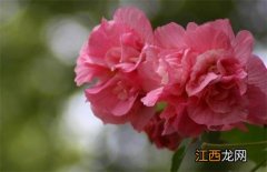 木芙蓉百度百科 木芙蓉简介及图片大全