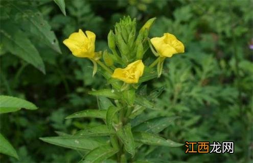 月见草品种图片大全 月见草的品种