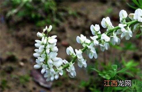 鲁冰花的品种 鲁冰花品种图片大全