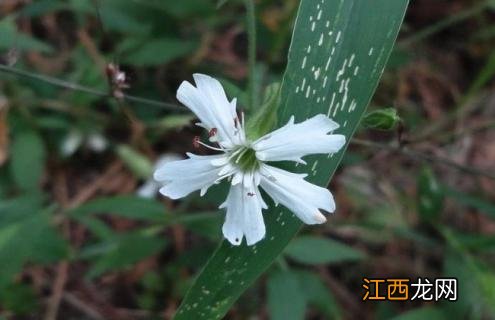 蝇子草的图片 蔓茎蝇子草图片