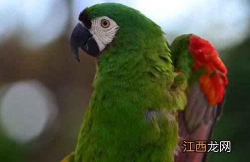 栗额金刚鹦鹉图片 栗额金刚鹦鹉吵不吵