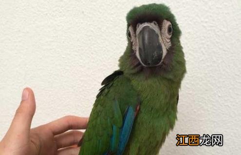栗额金刚鹦鹉图片 栗额金刚鹦鹉吵不吵