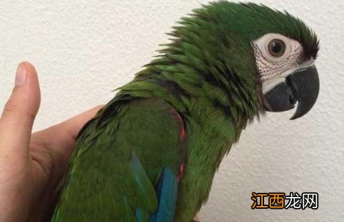 栗额金刚鹦鹉图片 栗额金刚鹦鹉吵不吵