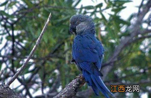 斯皮克鹦鹉 斯比克斯鹦鹉图片