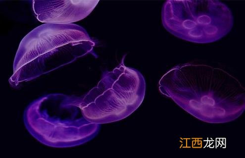桃花水母图片 桃花水母图片大全