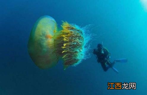 野村水母图片 水母真实图片大全