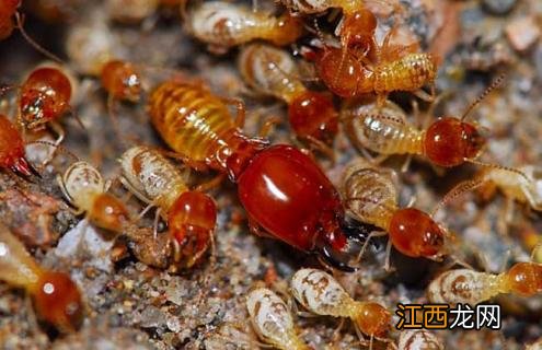 白蚁分布图 白蚁种群图片