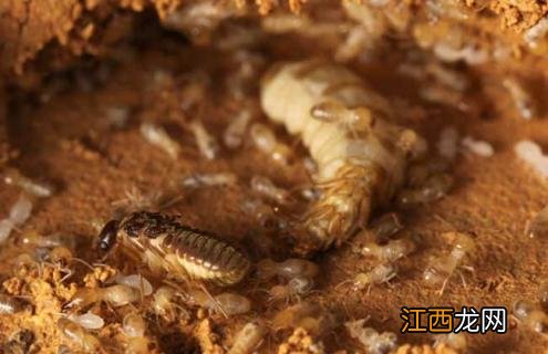 白蚁分布图 白蚁种群图片