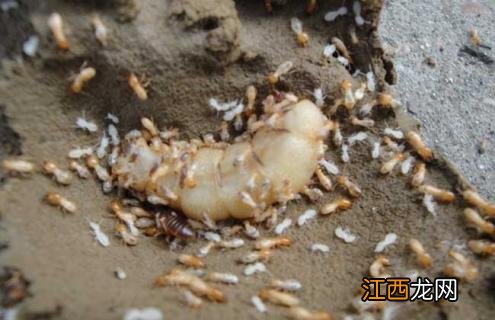白蚁分布图 白蚁种群图片