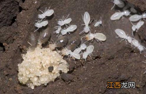 白蚁分布图 白蚁种群图片