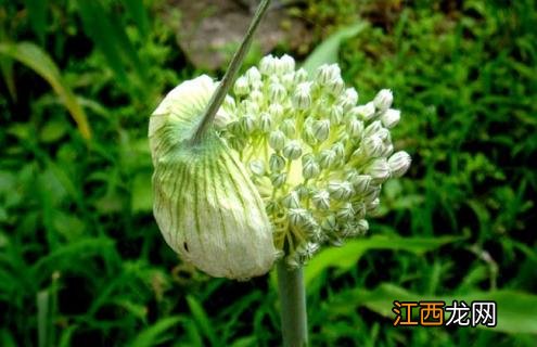 大蒜图片大全大图 实物图片 大蒜图片