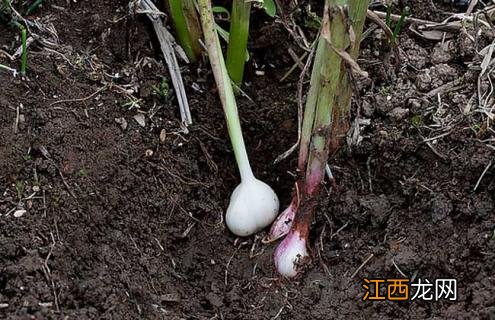 大蒜图片大全大图 实物图片 大蒜图片