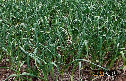 大蒜图片大全大图 实物图片 大蒜图片