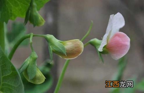 豌豆图片植物图片 豌豆图片