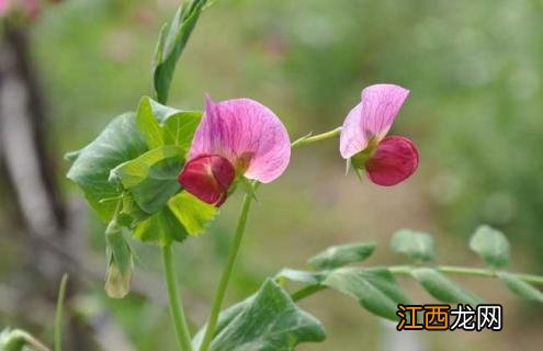 豌豆图片植物图片 豌豆图片