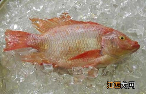 罗非鱼品种及图片大全 罗非鱼有几种品种图片