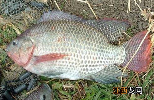 罗非鱼品种及图片大全 罗非鱼有几种品种图片