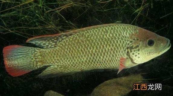 罗非鱼品种及图片大全 罗非鱼有几种品种图片